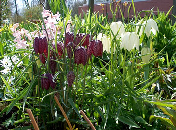 snakeshead lily fritillaria meleagris corms naturalising water meadows woodland in bulk near me