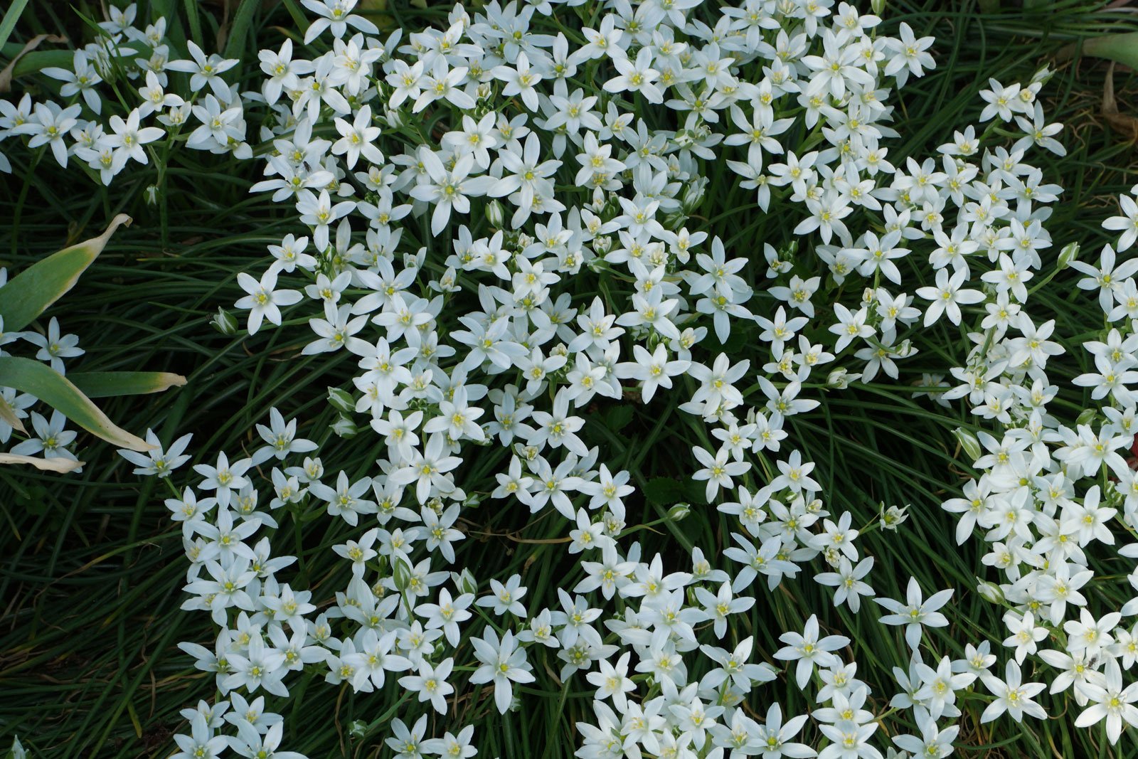 Ornithogalum umbellatum Star of Bethlehem white naturalising