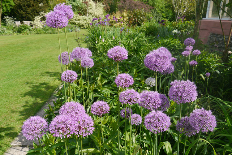 allium purple sensation tall spring borders garden in bulk mauve ball cheap near me
