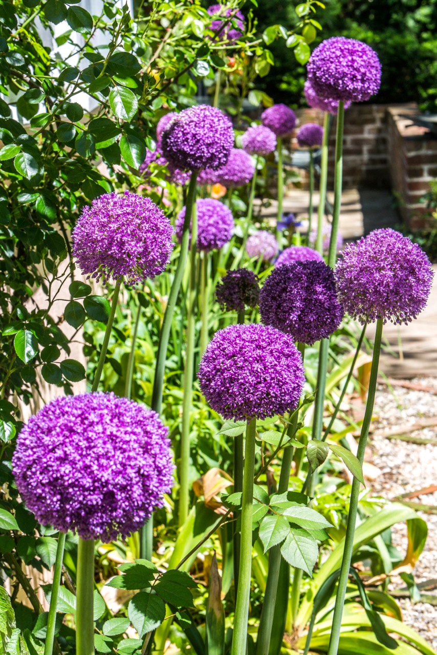 allium globemaster tall summer flowering allium bees cheap near me