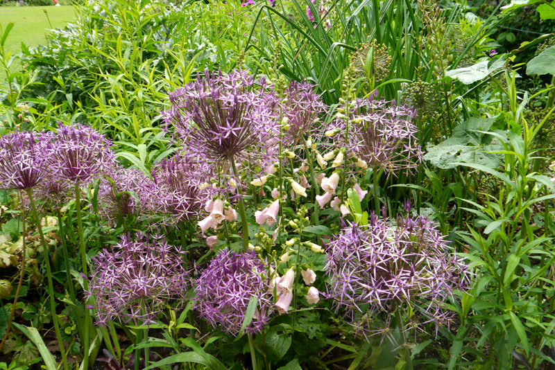 allium purple sensation tall spring borders garden in bulk mauve ball cheap near me