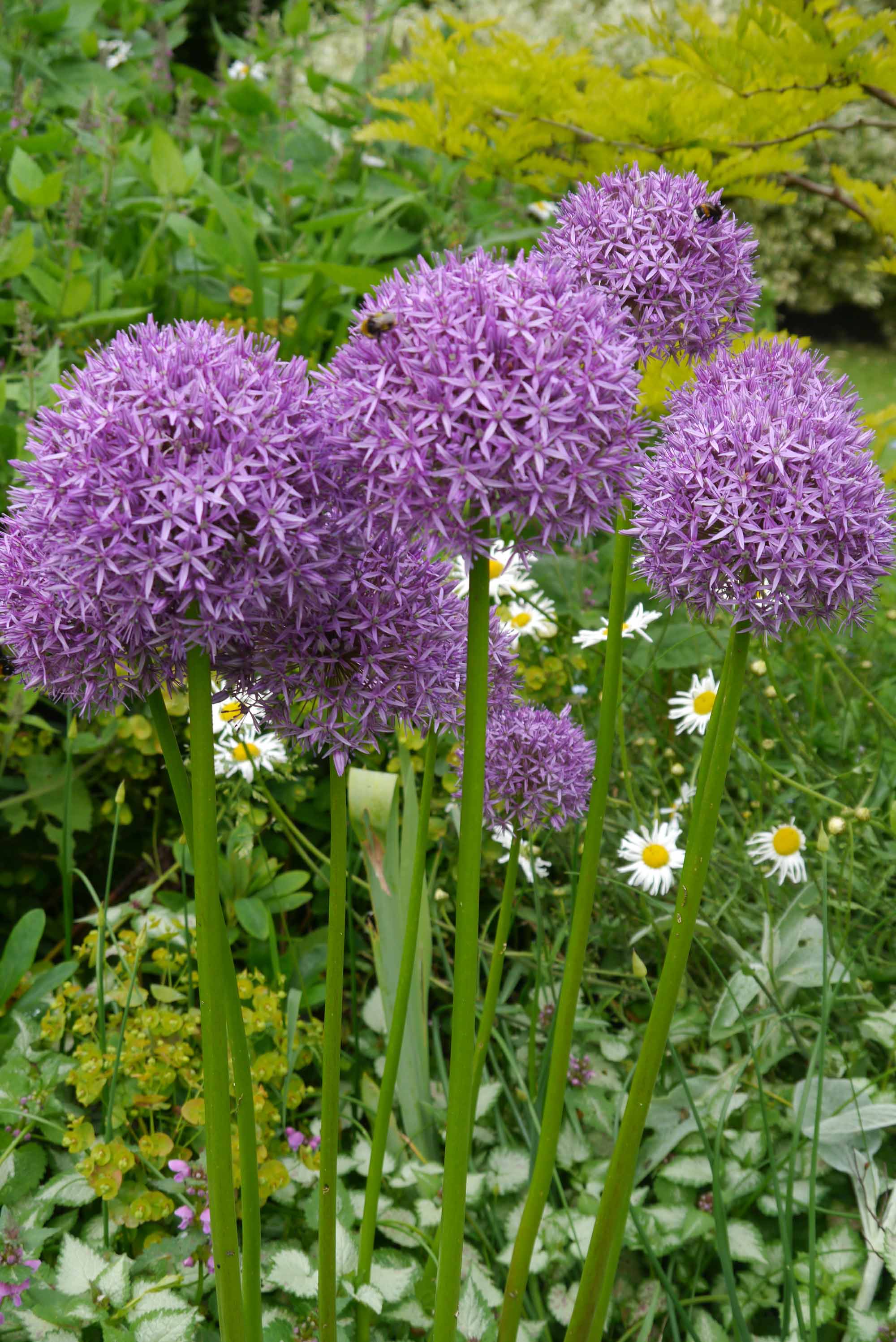 allium gladiator giganteum tall mauve allium border bees spring near me
