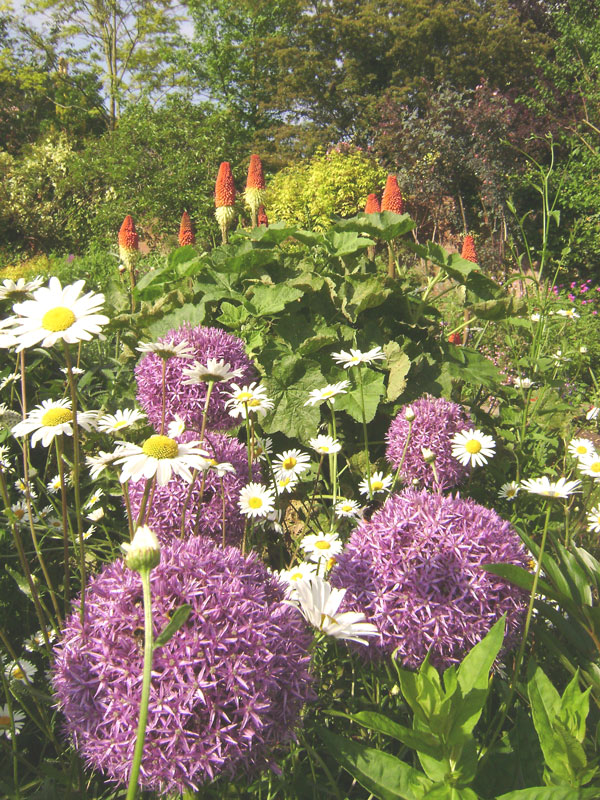 globemaster tall summer flowering allium bees cheap near me
