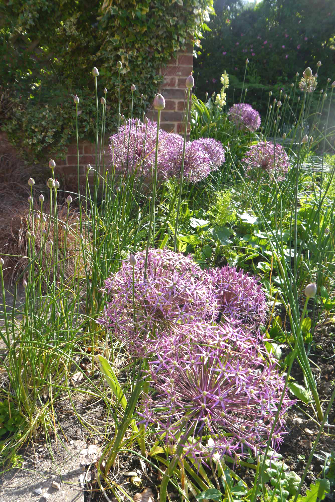 allium christophii tall spring borders garden in bulk mauve ball cheap near me