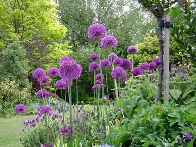 allium purple sensation tall spring borders garden in bulk mauve ball cheap near me