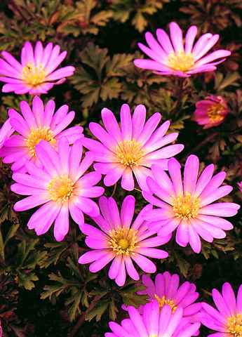 anemone pink Pink Starwoodland wind anemones naturalising cheap near me