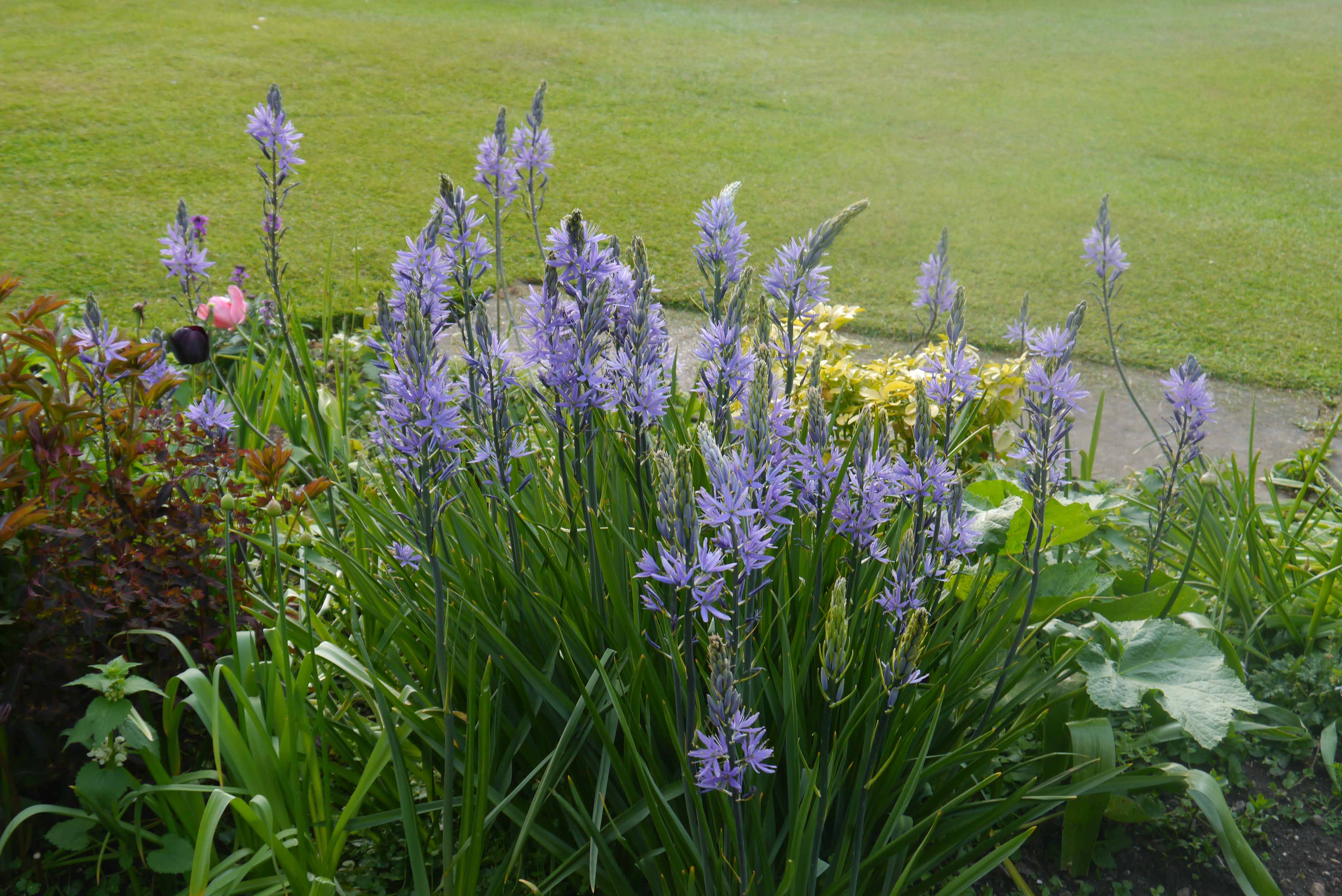 camassia blue spires spring blue tall borders naturalising cheap near me
