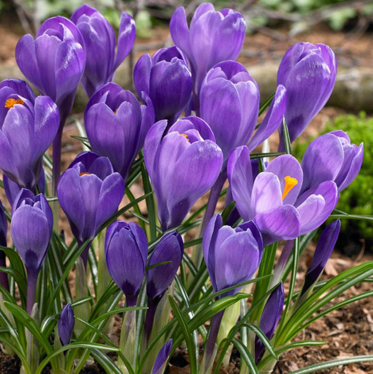crocus purple Remembrance naturalising spring lawns borders containers cheap near me