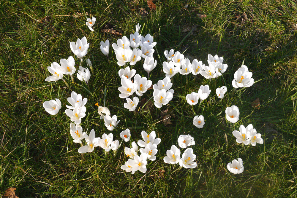 crocus white Jeanne D'arc naturalising spring lawns borders containers cheap near me