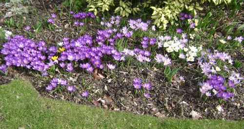 specie crocus tommasinianus Whitewell Purple naturalising spring lawns borders containers cheap near me