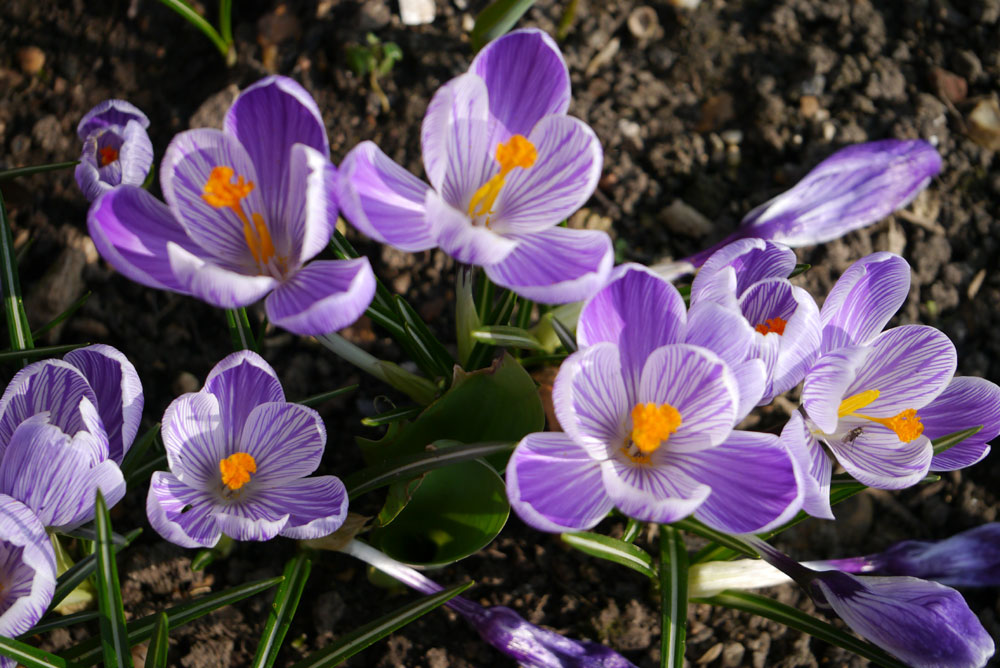 crocus striped colour King of the Stripes naturalising spring lawns borders containers cheap near me
