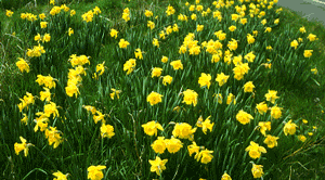 Dutch Master daffodil naturalising in bulk near me