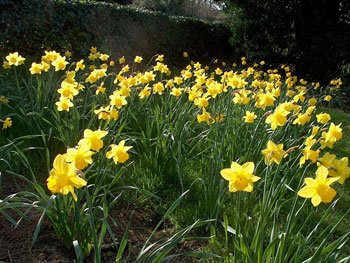 Dutch Master daffodil bulbs naturalising in bulk cheap yellow near me