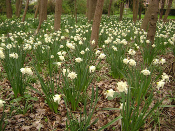 Mount Hood white  daffodil bulbs naturalising in bulk cheap white near me