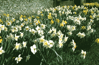 mixed daffodils narcissus bulbs naturalising in bulk near me