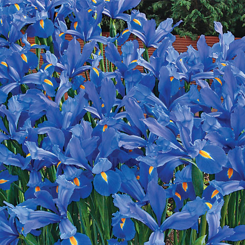 dutch iris blue magic bulbs cut flower spring borders tall cheap near me