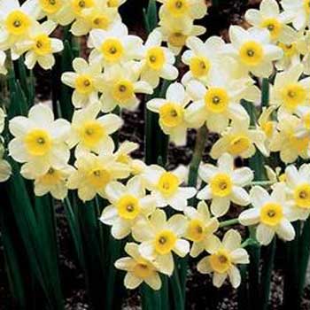 Minnow short daffodil bulb early flowering yellow/white near me