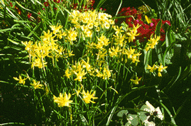 Hawera short daffodil bulb late flowering yellow near me