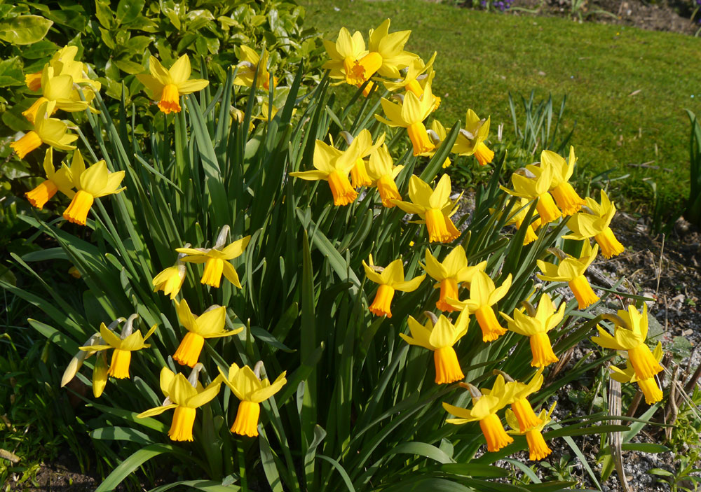 Jetfire short daffodil bulb early flowering yellow/orange naturalising near me