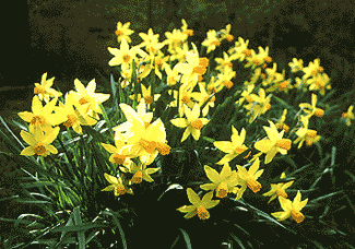 Jetfire short daffodil bulb naturalising yellow, orange, near me