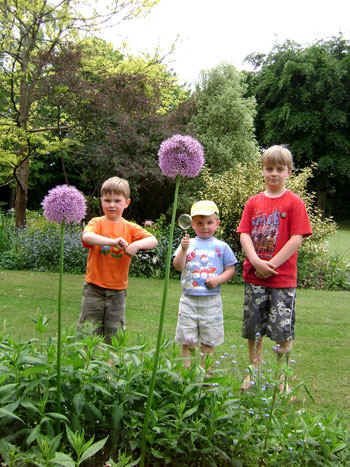 allium gladiator giganteum tall mauve border allium spring near me