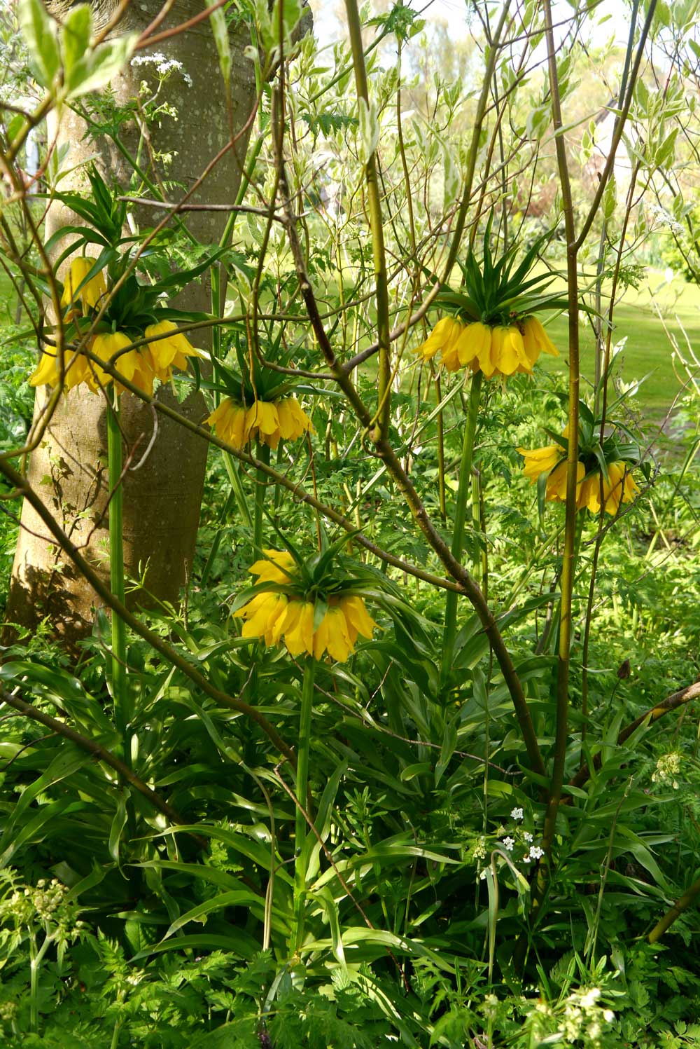 imperial lily lutea crown imperials woodland naturalising imperialis near me