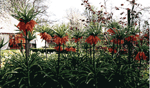 imperial lily crown imperial aurora woodland spring naturalising near me