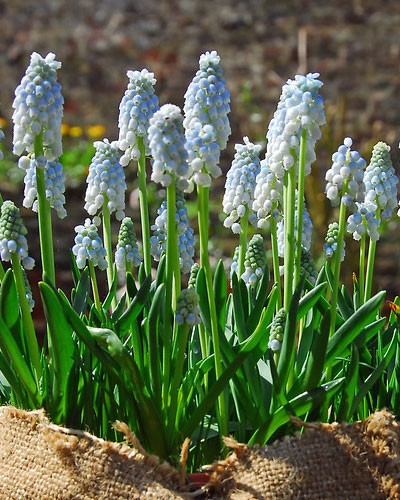 Muscari Valerie Finnis pale blue naturalising spring cheap near me