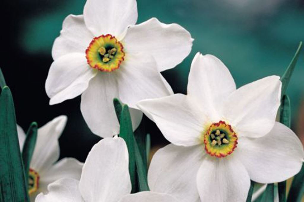 Actaea Pheasant Eye daffodil narcissus naturalising spring bulbs in bulk cheap near me