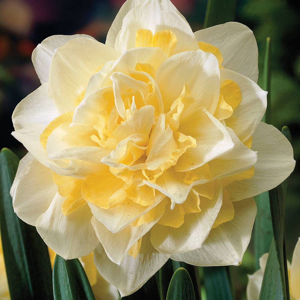 White Lion Daffodil narcissus bulbs spring naturalising in bulk cheap near me