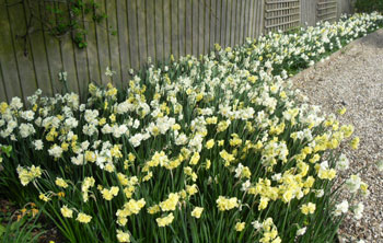 Yellow Cheerfulness multiheaded double narcissusbulbs in bulk near me