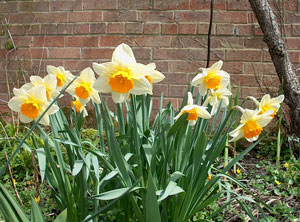 fortune narcissus bulb naturalising in bulk near me