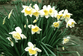 Ice Follies narcissus bulb naturalising in bulk near me