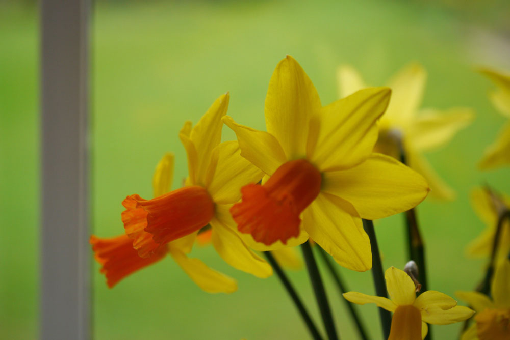 Red Devon narcissus daffodil bulbs yellow red spring naturalising in bulk cheap near me