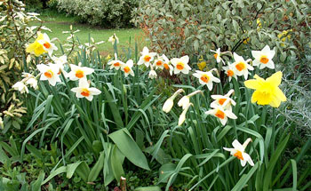 Sempre Avanti narcissus bulbs in bulk naturalising near me