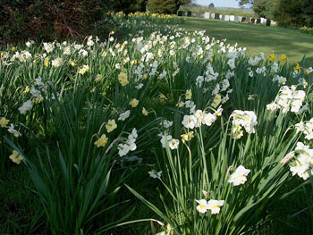 White Cheerfulness narcissus daffodil bulbs spring naturalising in bulk cheap near me