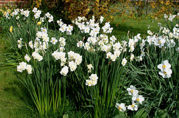 White Cheerfulness narcissus bulbs in bulk for naturalising near me