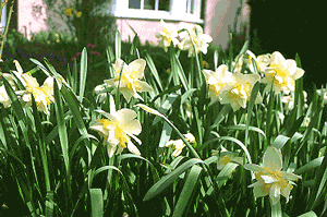White Lion white daffodil bulbs naturalising in bulk near me
