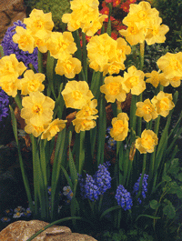 Yellow Cheerfulness narcissus bulbs in bulk naturalising near me