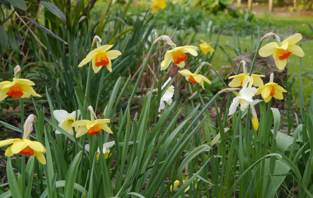Red Devon narcissus daffodil bulbs yellow red spring naturalising in bulk cheap near me