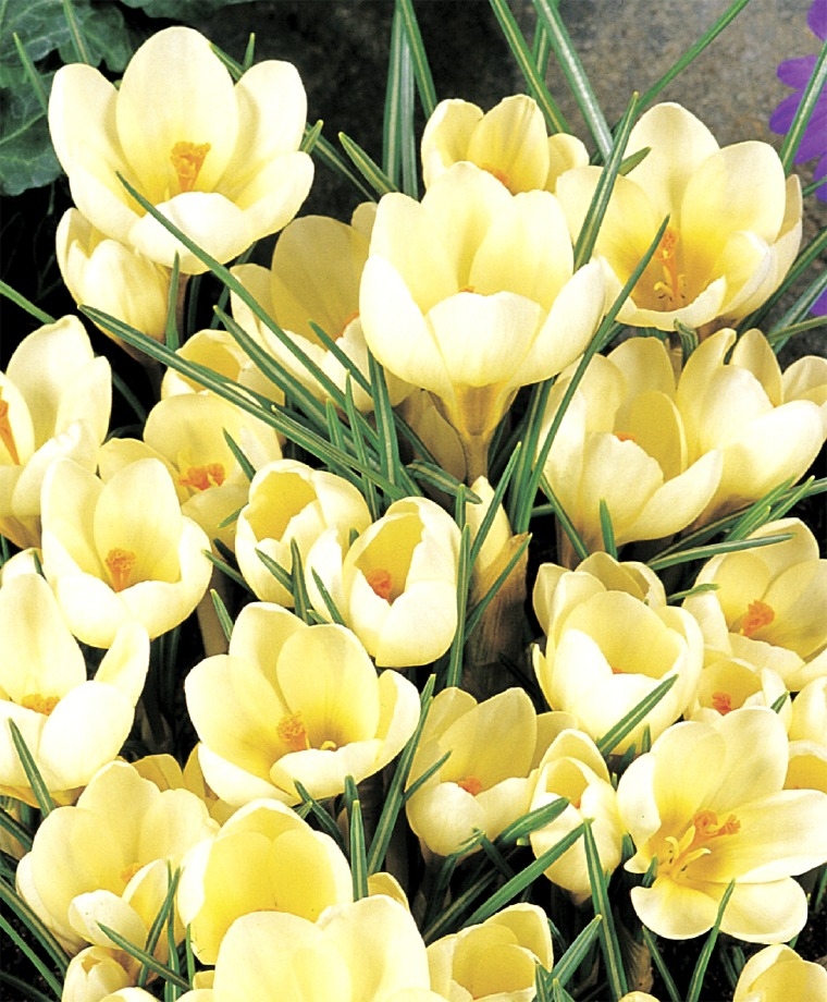 specie crocus yellow cream pale Romance naturalising spring lawns borders containers cheap near me