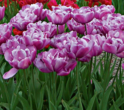 Blue Diamond double tulip bulb short mauve containers cheap near me