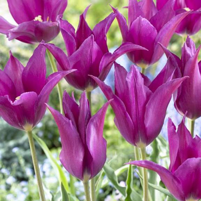 Purple Dream tulip bulb mauve purple lily-flowered tall border cheap near me
