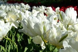 White Parrot Super spring bulb border tall cheap near me