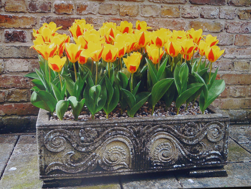 Sresa yellow red tulip bulb rockery early spring containers cheap near me