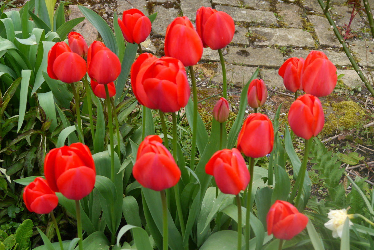 Red Apeldoorn Darwin tulip bulbs spring in bulk cheap near me