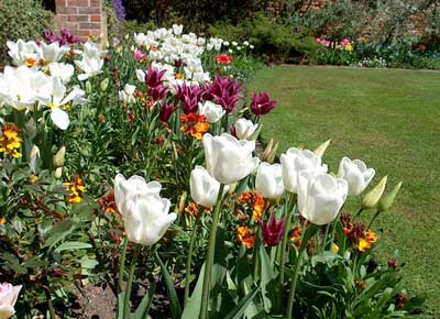 Royal Virgin white tulip spring bulbs cheap near me