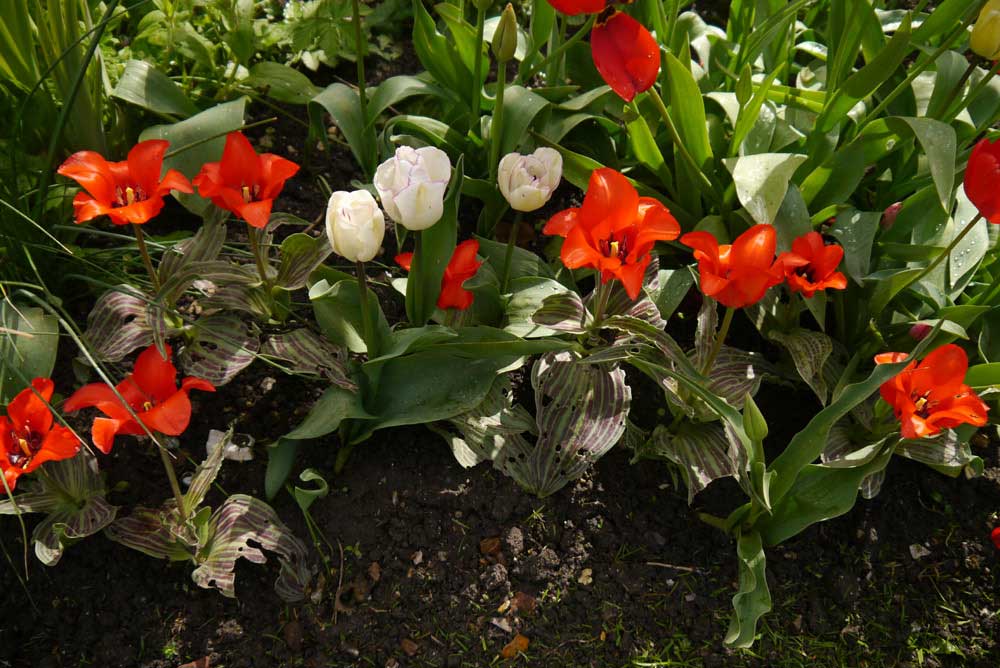 Red Riding Hood tulip bulb red early short container cheap near me