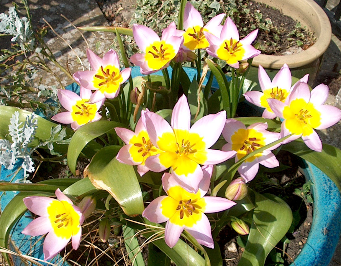 Saxatillis specie tulip short naturalising pink yellow cheap near me